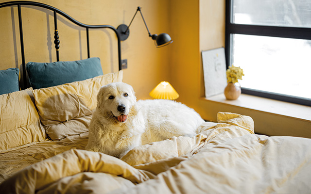 Adorable white dog lying on bed at cozy bedroom