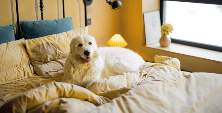Adorable white dog lying on bed at cozy bedroom