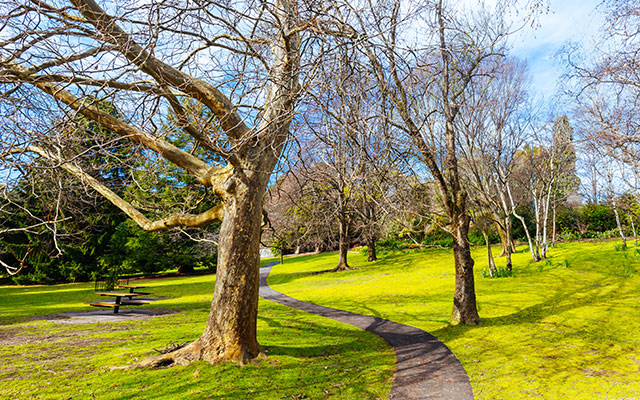 Trees in a lovely park