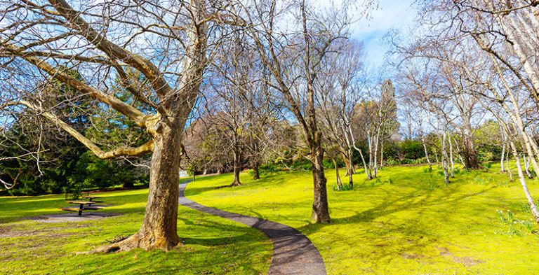 Trees in a lovely park